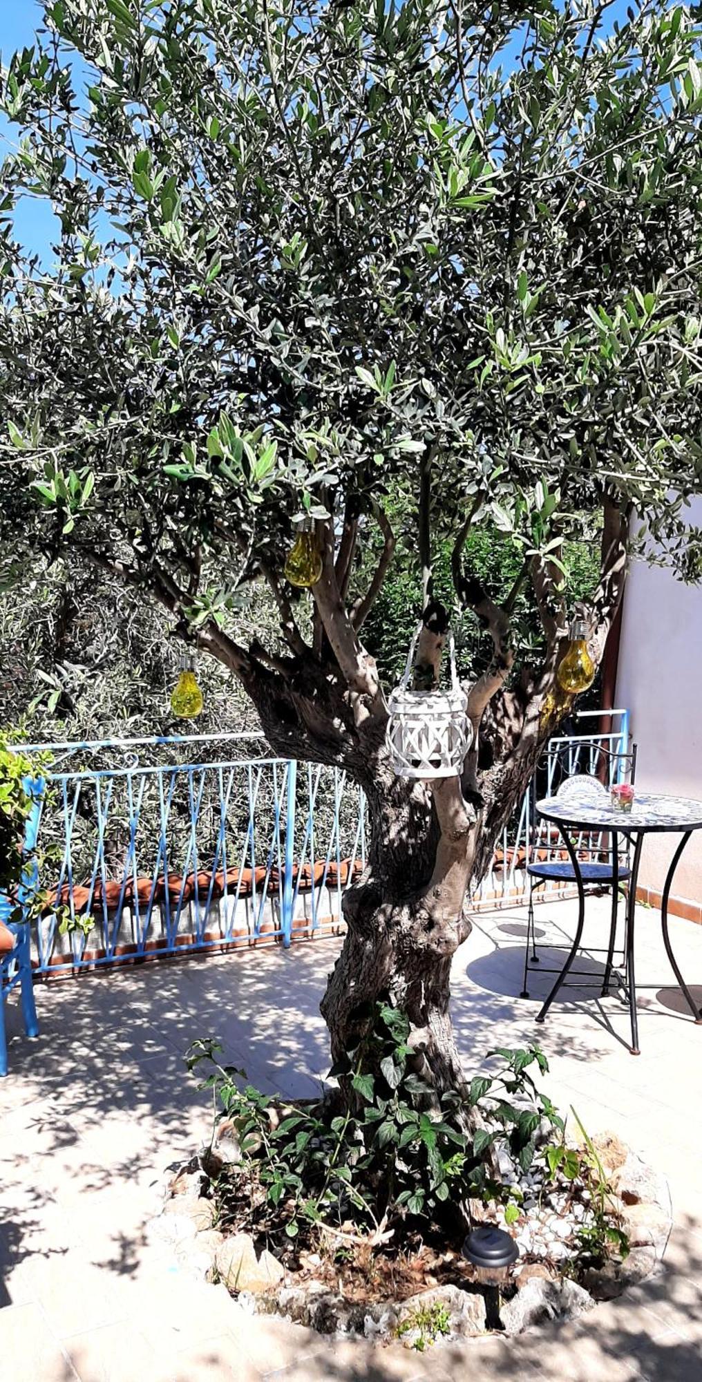 La Casetta Degli Ulivi Palermo Ngoại thất bức ảnh